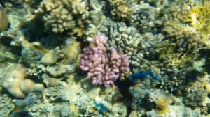 ВЛОГ : Дайвинг в Domina Coral Bay/Коралловый риф в Египте/Снорклинг-увлекательное занятие!