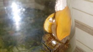 Ампулярия откладывает икру