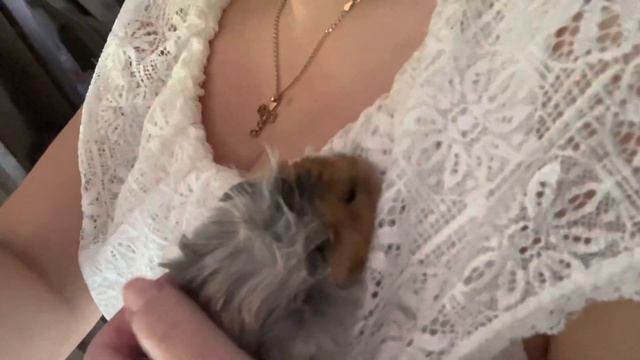 Хомяк Василий : у мамы на груди сон крепче! смотреть онлайн