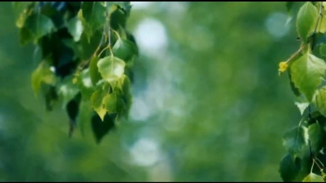 БЕРЕЗКИ  ПОД  МОИМ  ОКНОМ  2022  муз Юрия  Пласта ст Натальи  Малыгиной  исп  Светлана  Беликина смотреть онлайн