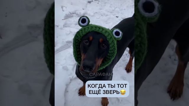 Зверь