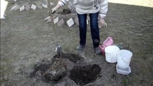 посадка астильбы