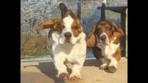 Top 10 Interesting Facts About Basset Hound