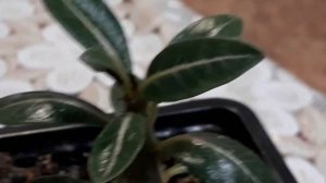 адениум гниют листья