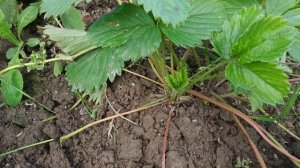 Уход за клубникой после плодоношения.Когда и как правильно удалять усы на клубнике?