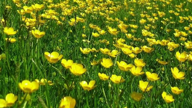 САМЫЕ ЯДОВИТЫЕ РАСТЕНИЯ! ОПАСНО! ЯДОВИТЫЕ РАСТЕНИЯ ВО ДВОРЕ! смотреть онлайн