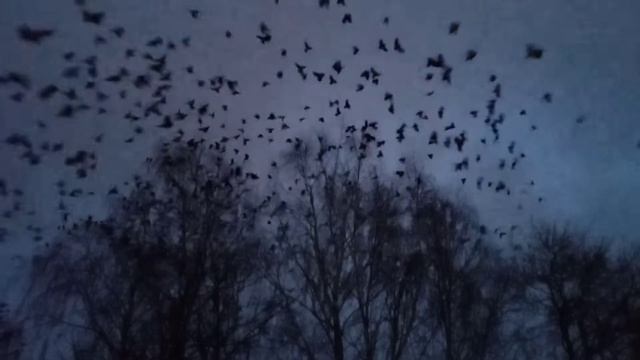Поздно вечером стая птиц на берёзе. Галки и вороны. Ночевка птиц на деревьях. смотреть онлайн