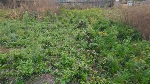 Сельская жизнь. Куры на свободном выгуле, какой от этого вред.