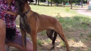 Упражнения для укрепления мышц спины собаки. Как закачать собаке спину? Догфитнес.