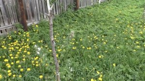 Яблоня Башкирский красавец цветение