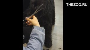 Ножницы для груминга изогнутые 8 дюймов (20,5 см) CY-56