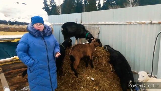 чехи или ламанчи! вот в чем вопрос!