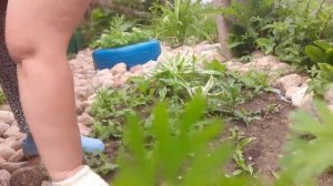 ЧТО ПОСАДИЛИ И ЧТО ВЫРОСЛО//НАКОНЕЦ НАШЛИ ЦВЕТЫ В СОРНЯКАХ