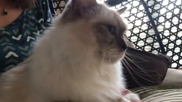 Ragdoll cat - Кошка рэгдолл, особенности породы, характеристики, почему мы ее любим смотреть онлайн