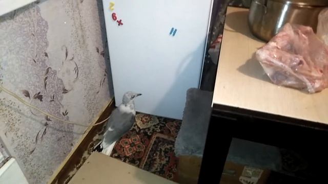 Чайка дома. Рассказ о том, как мы чайку спасли! смотреть онлайн