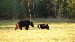 Состязание лаек по подсадному медведю