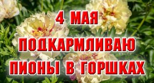 4 мая. Подкармливаю пионы в горшках