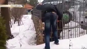Медведь откусил руку пьяному «смельчаку» в Мурманской области