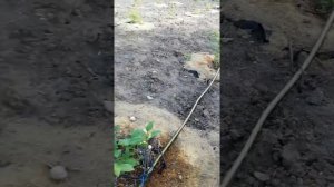 Капельный полив для голубики