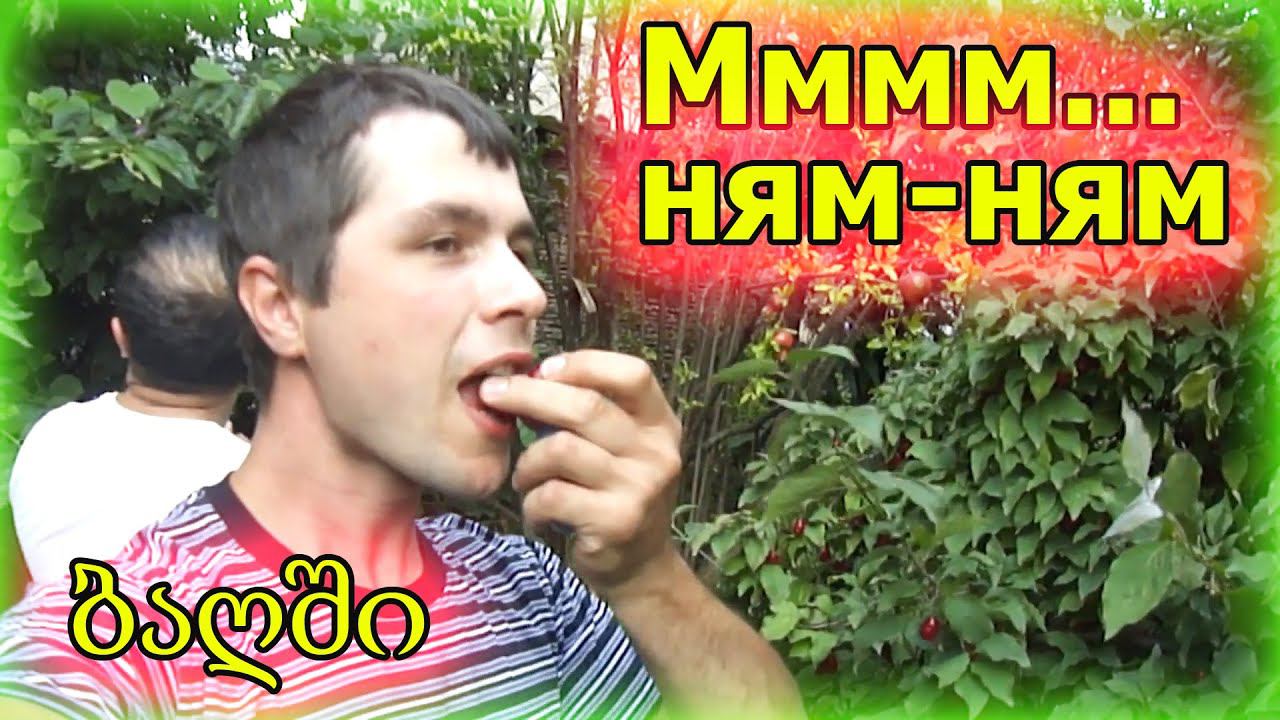 Я в шоке. Это обычный грузинский сад смотреть онлайн