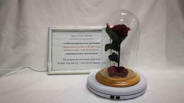 Бордовая роза премиум с декором "сердечко в сердечке"