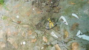 Поводок для красноухой черепахи с AliExpress