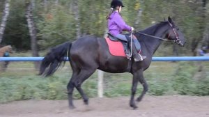 Тренировка по верховой езде, в седле ребенок (ШВЕ "Династия").