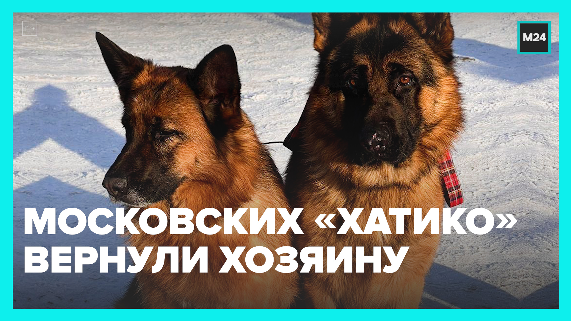 Потерявшихся в Москве овчарок вернули хозяину — Москва 24