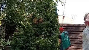 Туя высокая обрезка и санитарная стрижка