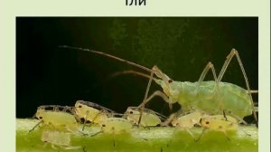 Равнокрылые. Биология 7 класс