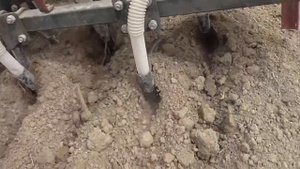 Посев СУДАНКИ мотоблоком!