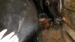 Немного о коровах! Как изменяются наши стельные коровы и тёлки! Явные шевеления !Жизнь в посёлке.