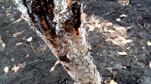 Обрабатываю Красную ?ЧЕРЕШНЮ раствором ЙОД++ЗЕЛЁНКА???.  Эффективный Способ???.   18.11.202?г.