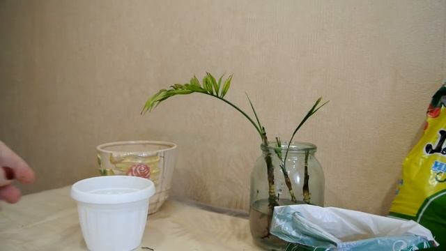 ХАМЕДОРЕЯ Почему пропадает пальма? Пересадка ХАМЕДОРЕИ Chamaedorea elegans