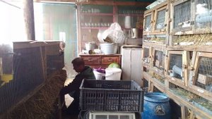 Вес кроликов породы  французский баран.Сколько они весят в разном возрасте.