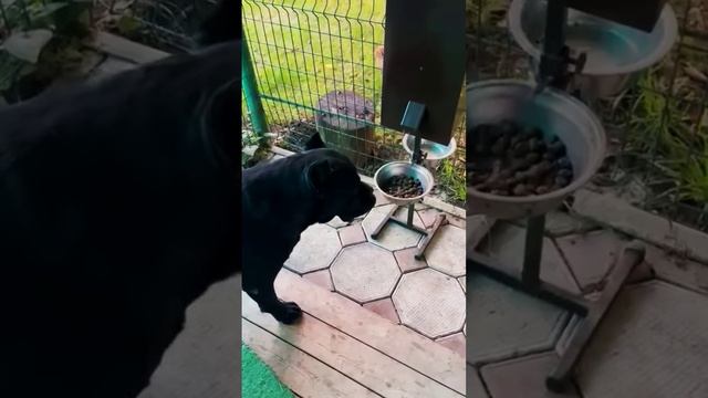 Автоматическая кормушка. Автокормилка для собак. Автокормушка для собак. смотреть онлайн