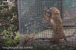 ОБЕЗЬЯНКА ТАНЦУЕТ. ЯЛТИНСКИЙ ЗООПАРК . КРЫМ.