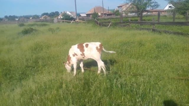 Теленку 2,5 месяца. Чем поить, чем кормить, к чему приучать. смотреть онлайн