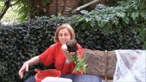 Кофейное дерево как пересадить и рассадить!? Часть 1.