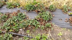 Как правильно кормить калифорнийского червя