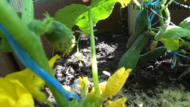 САМАЯ ЛУЧШАЯ ПОДКОРМКА ОГУРЦОВ ВО ВРЕМЯ ПЛОДОНОШЕНИЯ ДЛЯ УВЕЛИЧЕНИЯ УРОЖАЯ! смотреть онлайн