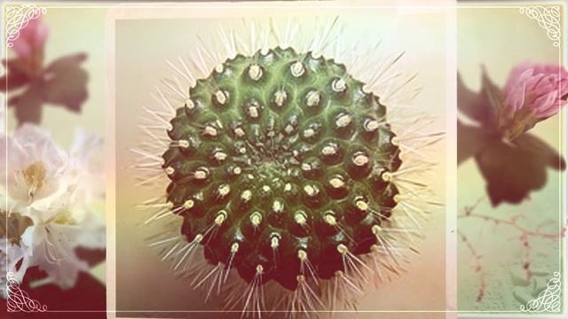 Айлостера белоцветковая. Родина - Боливия. (Aylostera albiflora)