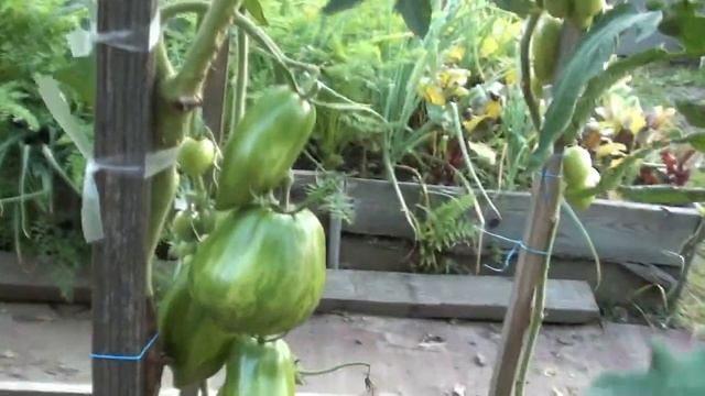 Томат 'Золотые Гейтса' самый вкусный из всех моих помидоров