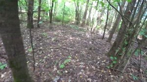 ОГРОМНЫЕ ПОЛЯНЫ ГРИБОВ В НАЧАЛЕ АВГУСТА. СБОР БЕЛЫХ ГРИБОВ