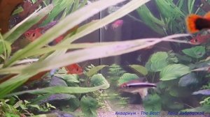 Неоны, размером с пецилий