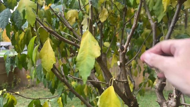 Осенняя обрезка Гибискуса садового (вынужденная).Засадила Гибискусом весь участок. смотреть онлайн