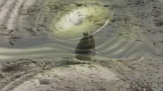 Загадочное существо было недавно обнаружено в Австралии смотреть онлайн