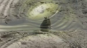 Загадочное существо было недавно обнаружено в Австралии