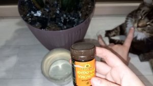 ВНЕСИ в замиокулькас и он разбудит листья, посмотрите на удивительный результат, всего 2 удобрения