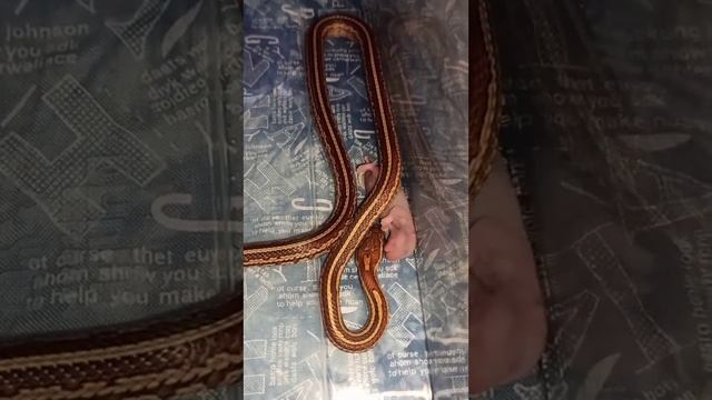 Кормление маисового полоза Катриеля. смотреть онлайн